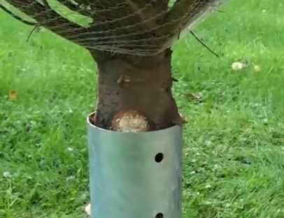 Weihnachtsbaum aufstellen und befestigen.